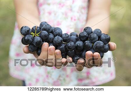 Young girl holding a handful of fresh grapes; Salmon Arm, British Columbia Canada View Large Photo Image Stock Photograph - Young girl holding a handful of fresh grapes; Salmon Arm, British Columbia Canada. Fotosearch