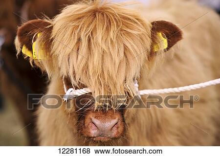 Stock Photo - Young Highland calf on halter; United Kingdom. Fotosearch
