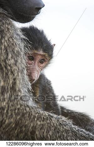 Stock Photograph - Young Olive Baboon (Papio anubis) rests against mother's chest, Lake Nakuru National Park; Kenya. Fotosearch
