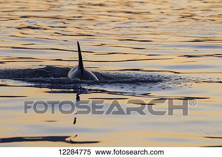Young orca Whale (Killer Whale) (Orcinus orca) surfaces in Lynn Canal on a summer evening, Inside Passage; Alaska, United States of America View Large Photo Image Stock Photography - Young orca Whale (Killer Whale) (Orcinus orca) surfaces in Lynn Canal on a summer evening, Inside Passage; Alaska, United States of America. Fotosearch