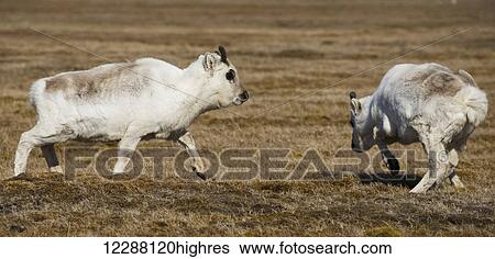 Young reindeer (Rangifer tarandus) walking in a grass field; Svalbard, Norway View Large Photo Image Stock Photograph - Young reindeer (Rangifer tarandus) walking in a grass field; Svalbard, Norway. Fotosearch