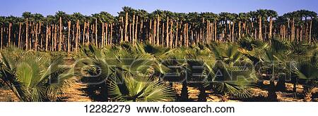 Stock Photo - Young, small California Fan Palms in the foreground with mature tall ones beyond on a tree farm in the Coachella Valley; Oasis, California, United States of America. Fotosearch
