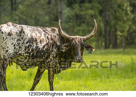 Young watusi; Gaitor, Florida, United States of America View Large Photo Image Stock Photograph - Young watusi; Gaitor, Florida, United States of America. Fotosearch