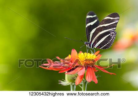 Stock Photograph - Zebra longwing butterfly (Heliconius charithonia) portrait; Montreal, Quebec, Canada. Fotosearch