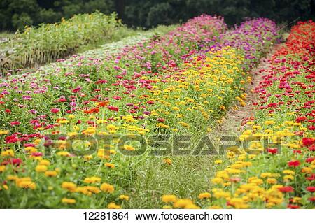Zinnias growing at a flower farm; Fallston, Maryland, United States of America View Large Photo Image Picture - Zinnias growing at a flower farm; Fallston, Maryland, United States of America. Fotosearch