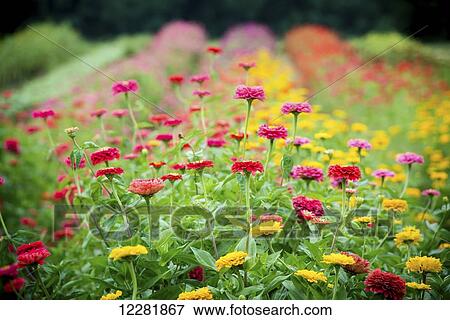 Stock Photo - Zinnias growing at a flower farm; Fallston, Maryland, United States of America. Fotosearch