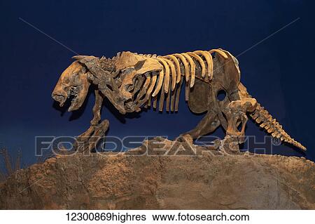 ديناصور حيوان منقرض العروض إلى ال التعريف ضخم Tyrell المتحف بسبب Palaeontology Drumheller ألبرتا كندا معرض الفوتوغراف 12300869highres Fotosearch