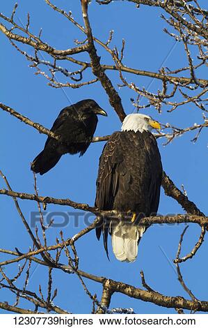 Stock Photograph - A Bald eagle and Raven sit next to each other in a tree in the Portage Valley. Southcentral Alaska. Autumn.. Fotosearch