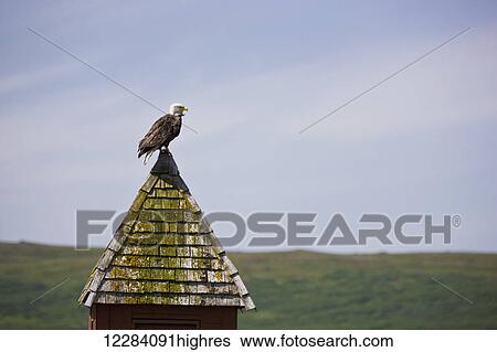 Stock Photograph - A Bald Eagle perched atop a building spire, Sand Point, Southwestern Alaska, USA, Summer. Fotosearch