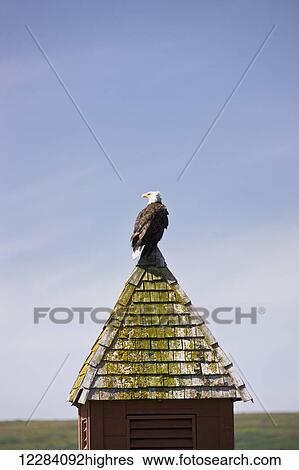 A Bald Eagle perched atop a building spire, Sand Point, Southwestern Alaska, USA, Summer View Large Photo Image Stock Photograph - A Bald Eagle perched atop a building spire, Sand Point, Southwestern Alaska, USA, Summer. Fotosearch