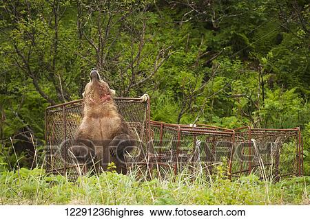 A battle-scarred brown bear boar scratches its back on king crab pots stored near the shore in Kukak Bay, Katmai National Park & Preserve, Alaska. View Large Photo Image Stock Photograph - A battle-scarred brown bear boar scratches its back on king crab pots stored near the shore in Kukak Bay, Katmai National Park & Preserve, Alaska.. Fotosearch