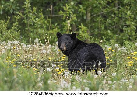 A Black Bear forages on dandelions along the Alaska Highway, Yukon Territory, Canada, summer View Large Photo Image Stock Photograph - A Black Bear forages on dandelions along the Alaska Highway, Yukon Territory, Canada, summer. Fotosearch