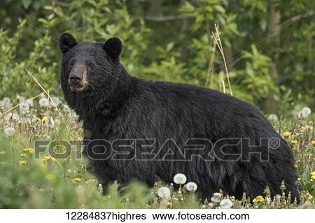 Stock Photograph - A Black Bear forages on dandelions along the Alaska Highway, Yukon Territory, Canada, summer. Fotosearch