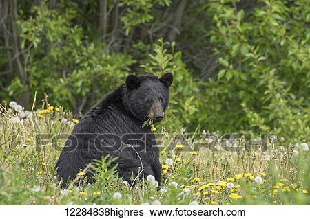 A Black Bear forages on dandelions along the Alaska Highway, Yukon Territory, Canada, summer View Large Photo Image Stock Photograph - A Black Bear forages on dandelions along the Alaska Highway, Yukon Territory, Canada, summer. Fotosearch