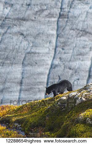 Stock Photograph - A Black bear with Exit Glacier in the background on a sunny summer day in Kenai Fjords National Park, Kenai Peninsula, Southcentral Alaska.. Fotosearch