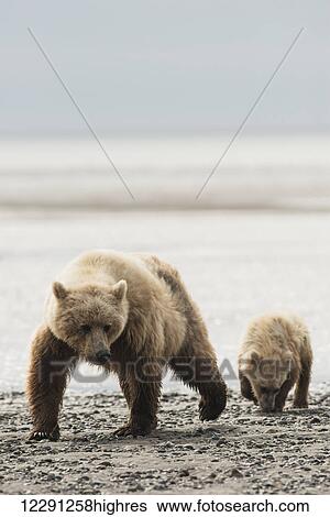 Stock Photograph - A blonde brown bear sow and her cub walk along a beach in Lake Clark National Park & Preserve, Alaska.. Fotosearch