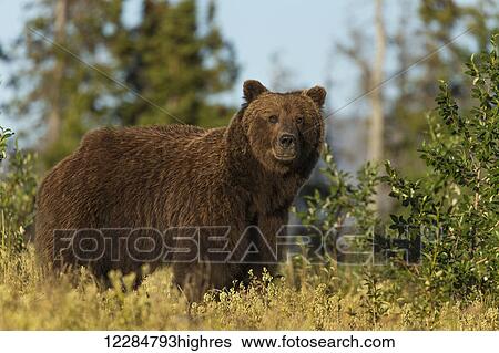 Stock Photograph - A brown bear along the Alaska Highway, Kluane National Park, Yukon Territory, Canada, Summer. Fotosearch