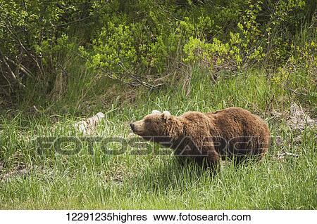 A brown bear boar sniffs the air near the shore in Kukak Bay, Katmai National Park & Preserve, Alaska. View Large Photo Image Stock Photograph - A brown bear boar sniffs the air near the shore in Kukak Bay, Katmai National Park & Preserve, Alaska.. Fotosearch