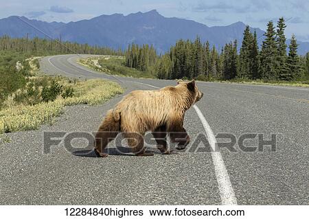 Stock Photograph - A Brown Bear crosses the Alaska Highway, Yukon Territory, Canada, summer. Fotosearch