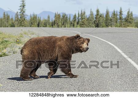 Stock Photograph - A Brown Bear crosses the Alaska Highway, Yukon Territory, Canada, summer. Fotosearch