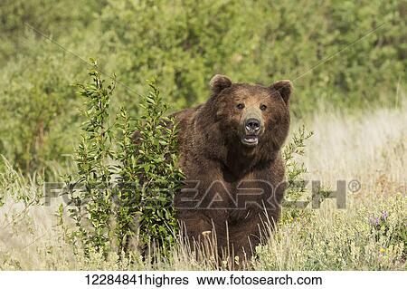 Stock Photograph - A brown bear forages in a meadow along the Alaska Highway, Yukon Territory, Canada, summer. Fotosearch