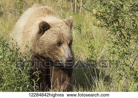 Stock Photograph - A brown bear forages in a meadow along the Alaska Highway, Yukon Territory, Canada, summer. Fotosearch