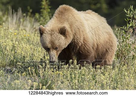 Stock Photograph - A brown bear forages in a meadow along the Alaska Highway, Yukon Territory, Canada, summer. Fotosearch