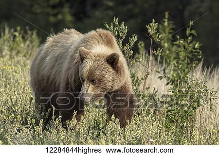 Stock Photograph - A brown bear forages in a meadow along the Alaska Highway, Yukon Territory, Canada, summer. Fotosearch