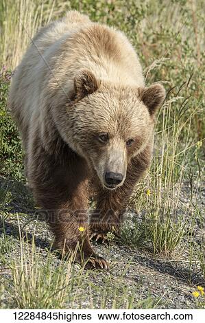 Stock Photograph - A brown bear forages in a meadow along the Alaska Highway, Yukon Territory, Canada, summer. Fotosearch