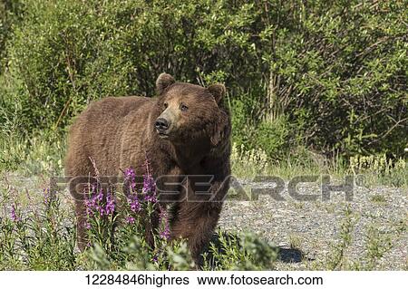 Stock Photograph - A brown bear forages in a meadow along the Alaska Highway, Yukon Territory, Canada, summer. Fotosearch