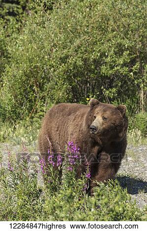 Stock Photograph - A brown bear forages in a meadow along the Alaska Highway, Yukon Territory, Canada, summer. Fotosearch