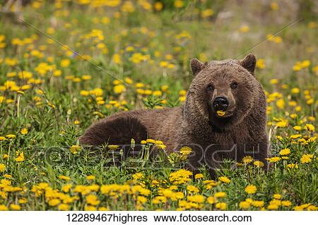 A Brown bear forages on dandelions, Tatshenshini-Alsek Park, accessible from the Haines to Haines Junction section of the Alaska Highway, Summer, Yukon, Canada. View Large Photo Image Stock Photograph - A Brown bear forages on dandelions, Tatshenshini-Alsek Park, accessible from the Haines to Haines Junction section of the Alaska Highway, Summer, Yukon, Canada.. Fotosearch