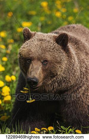 Stock Photograph - A Brown bear forages on dandelions, Tatshenshini-Alsek Park, accessible from the Haines to Haines Junction section of the Alaska Highway, Summer, Yukon, Canada.. Fotosearch