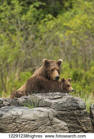 Stock Photograph - A brown bear sow and cub in Kukak Bay, Katmai National Park & Preserve, Alaska. Fotosearch