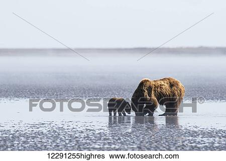 Stock Photograph - A brown bear sow and her spring cub dig for clams in the mudflats at low tide in Lake Clark National Park & Preserve, Alaska.. Fotosearch