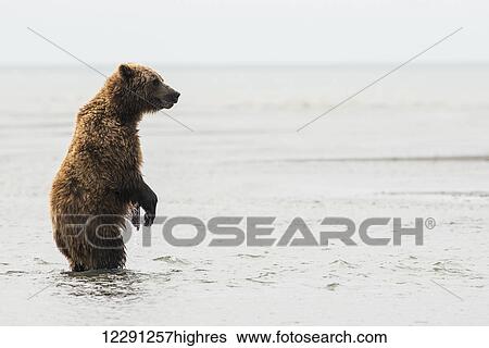 A brown bear sow stands upright as she looks for salmon in Lake Clark National Park & Preserve, Alaska. View Large Photo Image Stock Photograph - A brown bear sow stands upright as she looks for salmon in Lake Clark National Park & Preserve, Alaska.. Fotosearch