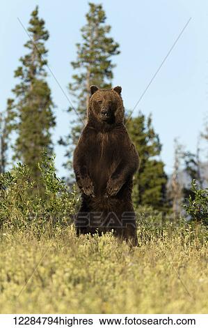 Stock Photograph - A Brown bear stands upright on hind feet along the Alaska Highway, Kluane National Park, Yukon Territory, Canada, Summer. Fotosearch