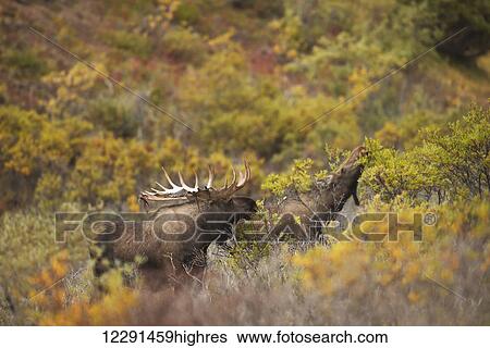 Stock Photograph - A bull moose shedding its velvet browses near a cow moose in Denali National Park & Preserve, Alaska.. Fotosearch