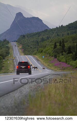 Stock Photograph - A car hits the brakes as a cow moose and her calf cross the Glenn Highway near Sheep Mountain in Summer. Southcentral Alaska. Lions Head mountain in background.. Fotosearch