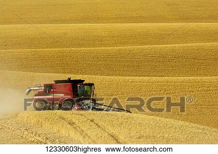 A Combine Harvesting Grain On The Hills Of The Palouse Region Of Washington; Washington, United States Of America View Large Photo Image Stock Photograph - A Combine Harvesting Grain On The Hills Of The Palouse Region Of Washington; Washington, United States Of America. Fotosearch