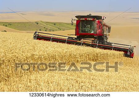 A Combine Harvesting Wheat On The Hills In The Palouse Region Of Eastern Washington; Washington, United States Of America View Large Photo Image Stock Photograph - A Combine Harvesting Wheat On The Hills In The Palouse Region Of Eastern Washington; Washington, United States Of America. Fotosearch