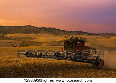 A Combine Harvests Grain At Sunrise In The Palouse Region Of Eastern Washington; Washington, United States Of America View Large Photo Image Stock Photograph - A Combine Harvests Grain At Sunrise In The Palouse Region Of Eastern Washington; Washington, United States Of America. Fotosearch