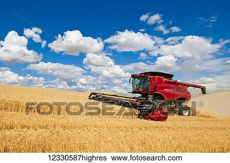 A Combine Harvests Grain In The Palouse Region Of Eastern Washington; Washington, United States Of America View Large Photo Image Stock Photograph - A Combine Harvests Grain In The Palouse Region Of Eastern Washington; Washington, United States Of America. Fotosearch