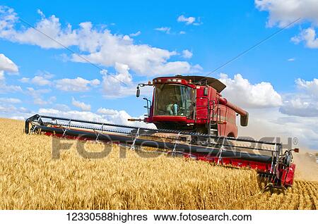 Stock Photograph - A Combine Harvests Grain In The Palouse Region Of Eastern Washington; Washington, United States Of America. Fotosearch