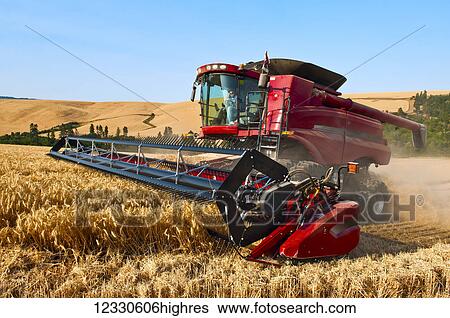 A Combine Harvests Grain In The Palouse Region Of Eastern Washington; Washington, United States Of America View Large Photo Image Stock Photograph - A Combine Harvests Grain In The Palouse Region Of Eastern Washington; Washington, United States Of America. Fotosearch