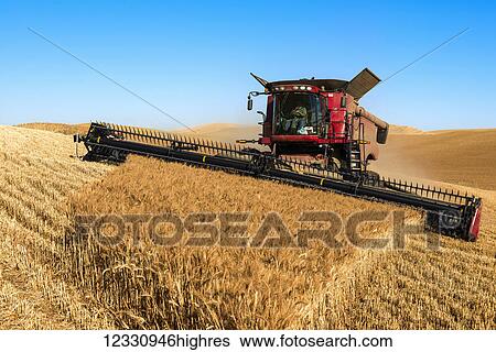 A Combine Harvests Grain In The Palouse Region Of Eastern Washington; Washington, United States Of America View Large Photo Image Stock Photograph - A Combine Harvests Grain In The Palouse Region Of Eastern Washington; Washington, United States Of America. Fotosearch