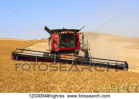A Combine Harvests Grain In The Palouse Region Of Eastern Washington; Washington, United States Of America View Large Photo Image Stock Photograph - A Combine Harvests Grain In The Palouse Region Of Eastern Washington; Washington, United States Of America. Fotosearch
