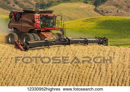 Stock Photograph - A Combine Harvests Grain In The Palouse Region Of Eastern Washington; Washington, United States Of America. Fotosearch