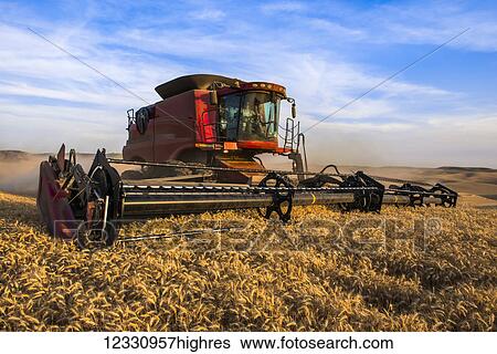 A Combine Harvests Grain In The Palouse Region Of Eastern Washington; Washington, United States Of America View Large Photo Image Stock Photograph - A Combine Harvests Grain In The Palouse Region Of Eastern Washington; Washington, United States Of America. Fotosearch