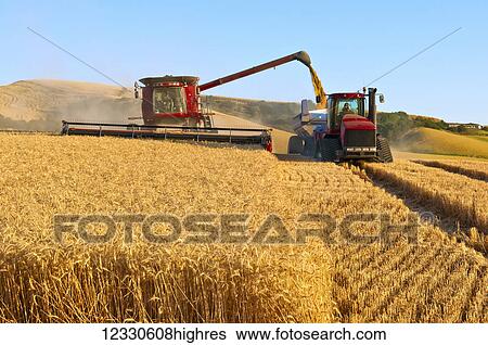 A Combine Offloads Grain To Grain Cart While Harvesting Grain In The Palouse Region Of Eastern Washington; Washington, United States Of America View Large Photo Image Stock Photograph - A Combine Offloads Grain To Grain Cart While Harvesting Grain In The Palouse Region Of Eastern Washington; Washington, United States Of America. Fotosearch